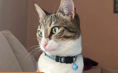 Χάθηκε η Ρούμπη στο Αργοστόλι - Δίδεται αμοιβή 1000 ευρώ