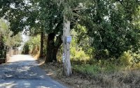 Κτήμα Καποδίστρια: Το «φιλέτο» των 165 στρεμμάτων στην Κέρκυρα που βγαίνει στο σφυρί