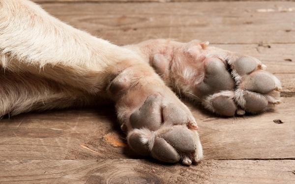 Βρέθηκε θηλυκό πίτμπουλ