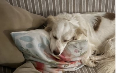 Χάθηκε σκύλος στην περιοχή του Εσταυρωμένου στην Πεσσάδα