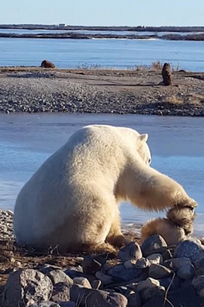 Μοναδικό! Το χάδι της πολικής αρκούδας στον αλυσοδεμένο σκύλο (εικόνες/video)