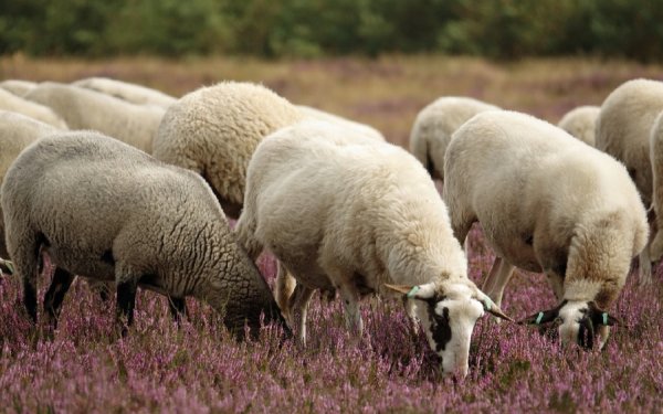 Ευλογιά των αιγοπροβάτων - Κεφαλονιά: Τι αποκάλυψε ο Αντιπεριφερειάρχης για τα κρούσματα και τα νέα μέτρα