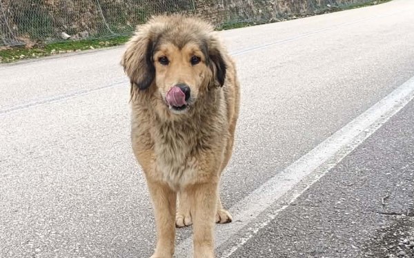 Βρέθηκε φιλική σκυλίτσα χωρίς τσιπ στη μεγάλη βόλτα προς Αίνο