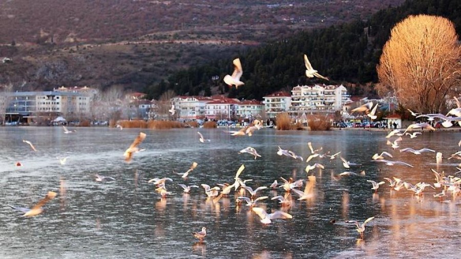 Γιατί δεν πρέπει να ταΐζετε τους παγιδευμένους στον πάγο κύκνους