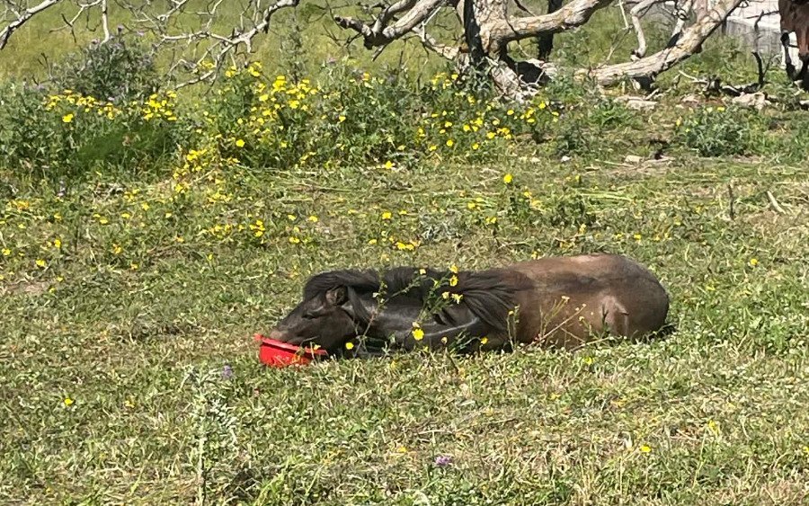 Τι θέση παίρνει ο Κουρής για το θανάσιμο τραυματισμό αλόγου στα Μαυράτα