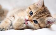 «Άρρωστοι» φόλαραν γάτες στο Φισκάρδο