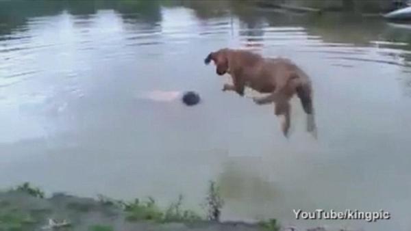 Σκύλος - ήρωας σώζει το αφεντικό του που «πνίγεται» (video)