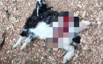 Σάμη: Διαμαρτυρίες για επιθέσεις αδέσποτων σκύλων σε αιγοπρόβατα και οικόσιτα ζώα στην περιοχή μας