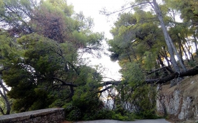 Πτώση δέντρου στους μύλους του Πετρία (εικόνα)