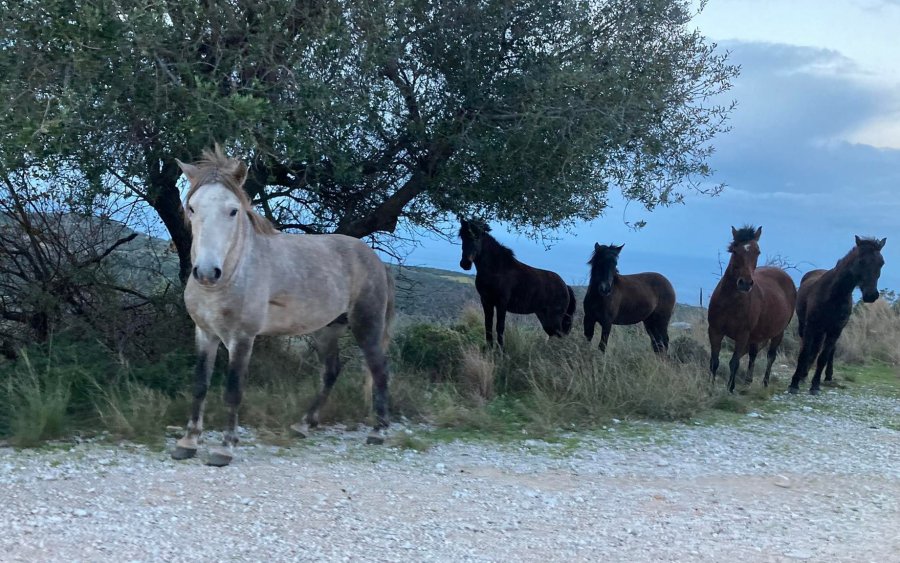 Τα άλογα του Αίνου κατέβηκαν στις Πλατειές (εικόνες)