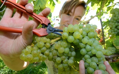 Ε. Α. Σ.: Άδειες Νέας Φύτευσης ντόπιων Αμπελιών