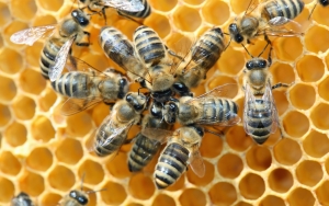 Ο Ε.Α.Σ. συμμετέχει στη πρωτοβουλία για την αναστολή μείωσης μελισσών