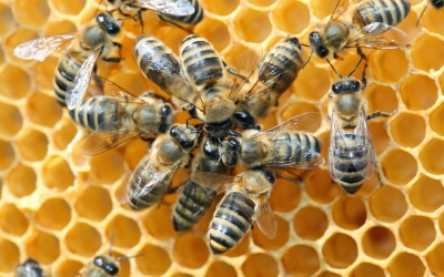 Ο Ε.Α.Σ. συμμετέχει στη πρωτοβουλία για την αναστολή μείωσης μελισσών