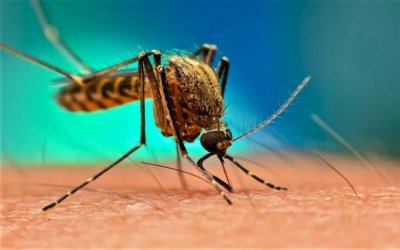 Πρόγραμμα καταπολέμησης Κουνουπιών σε Κεφαλονιά και  Ιθάκη – 7ος κύκλος