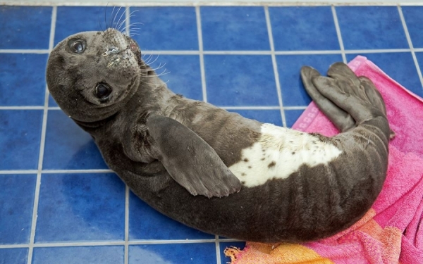 Δυστυχώς ο μικρός Νικόλας το ορφανό φωκάκι της Κεφαλονιάς, δεν τα κατάφερε