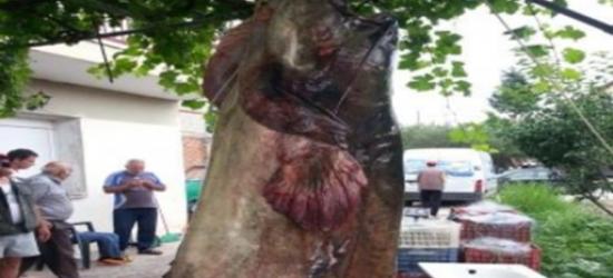 Ψάρι - γίγαντα έβγαλαν ψαράδες σε λίμνη στην Κοζάνη - Ζυγίζει 145 κιλά (εικόνες)