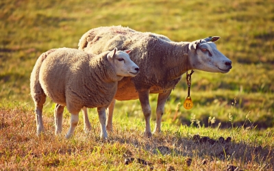 ΠΕΡΙΦΕΡΕΙΑ: Ενημέρωση σχετικά με την ατανεμηθείσα έκταση βόσκησης στους κτηνοτρόφους