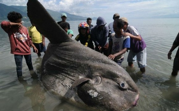 Αυτοί οι ψαράδες δεν υπερβάλλουν: Έπιασαν ψάρι βάρους 1,5 τόνου!
