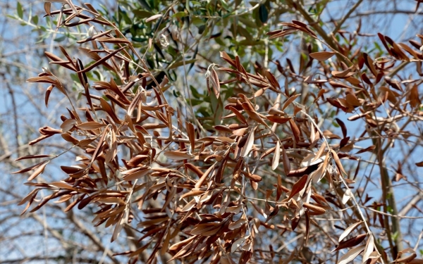 Πρόληψη εισαγωγής και εξάπλωσης του φυτοπαθογόνου οργανισμού Xylella Fastidiosa