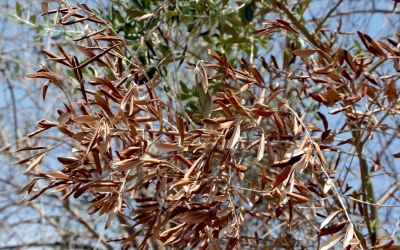 Πρόληψη εισαγωγής και εξάπλωσης του φυτοπαθογόνου οργανισμού Xylella Fastidiosa
