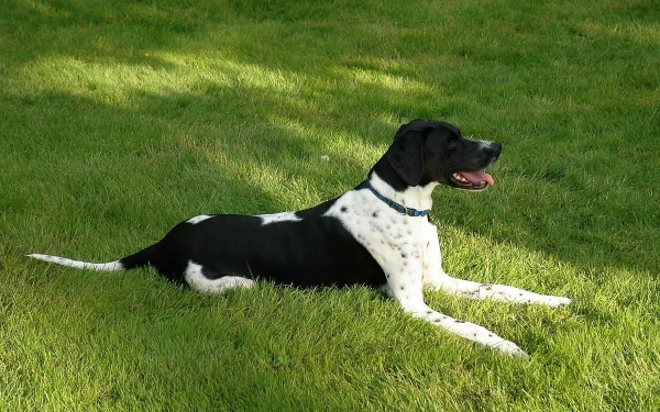 Χάθηκε ασπρόμαυρο Πόιντερ στο Ληξούρι - Δίνεται αμοιβή