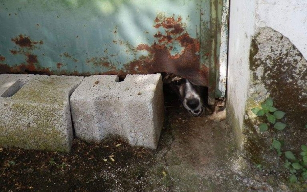 Κρατούσαν 6 χρόνια φυλακισμένη σκυλίτσα στη Πύλαρο!