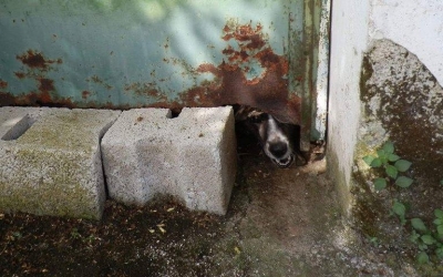 Κρατούσαν 6 χρόνια φυλακισμένη σκυλίτσα στη Πύλαρο!