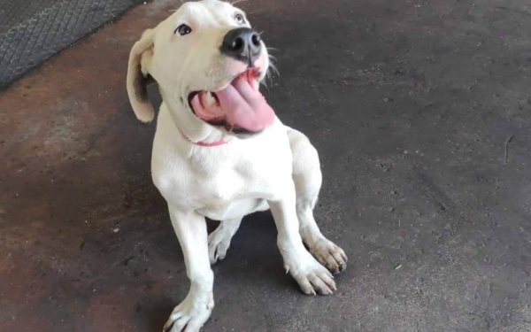 Βρέθηκε κουτάβι στον δρόμο προς Σάμη