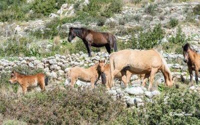 Νέα συνάντηση με τα άλογα του Αίνου - Όμορφες εικόνες