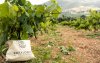 Η «βασίλισσα» Ρομπόλα πρωταγωνιστεί στο 5ο Kefalonia Wine Hub