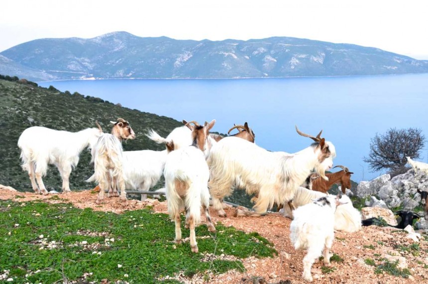 "Η Κεφαλονιά που αγάπησα" : Εξαιρετικά σχόλια για την Κεφαλονιά από δρομικό περιοδικό (video)