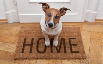 Πρώτη μέρα του «καινούριου» σκύλου στο σπίτι;