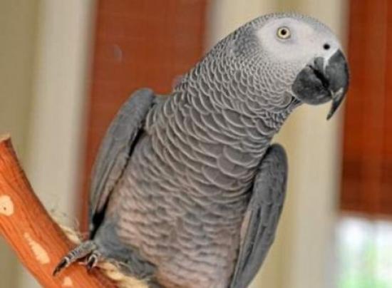 Παπαγάλος χάθηκε για 4 χρόνια και επέστρεψε μιλώντας ισπανικά!