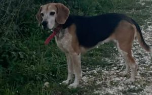 Βρέθηκε η "Δάφνη" που είχε χαθεί στην περιοχή του Αγίου Αθανασίου στο Αργοστόλι