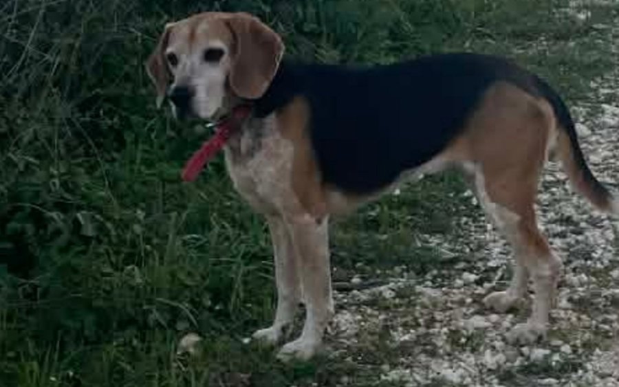 Βρέθηκε η "Δάφνη" που είχε χαθεί στην περιοχή του Αγίου Αθανασίου στο Αργοστόλι