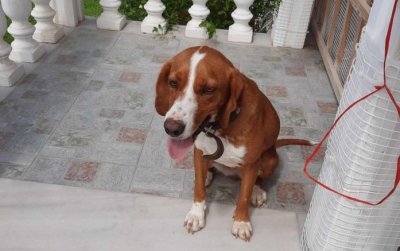 Βρέθηκε σκυλάκι στην περιοχή των Σβορωνάτων