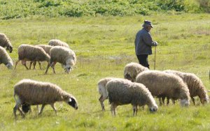 Ε.Α.Σ.: Ποιοί ντόπιοι Γεωργοί και Κτηνοτρόφοι κόβονται από τα Βιολογικά