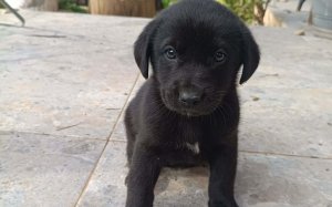 myPET: Τα εγκατέλειψαν… αλλά μπορούν να αλλάξουν ζωή με μια υιοθεσία (034)