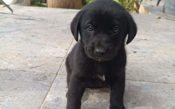 myPET: Τα εγκατέλειψαν… αλλά μπορούν να αλλάξουν ζωή με μια υιοθεσία (034)