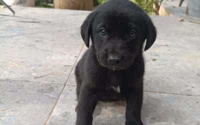 myPET: Τα εγκατέλειψαν… αλλά μπορούν να αλλάξουν ζωή με μια υιοθεσία (034)