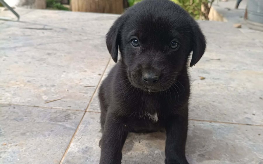 myPET: Τα εγκατέλειψαν… αλλά μπορούν να αλλάξουν ζωή με μια υιοθεσία (034)