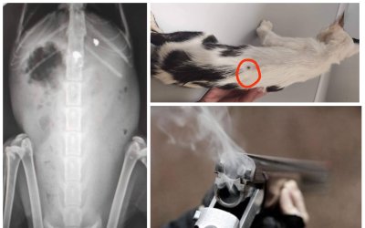 Υπάνθρωπος πυροβόλησε γάτα στα Διλινάτα – Η σφαίρα ακόμα στο σώμα της – Κινδυνεύει να μείνει παράλυτη (εικόνες)