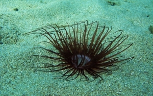 Παράθυρο στον βυθό - Θαλάσσιοι οργανισμοί της Κεφαλονιάς & της Ιθάκης