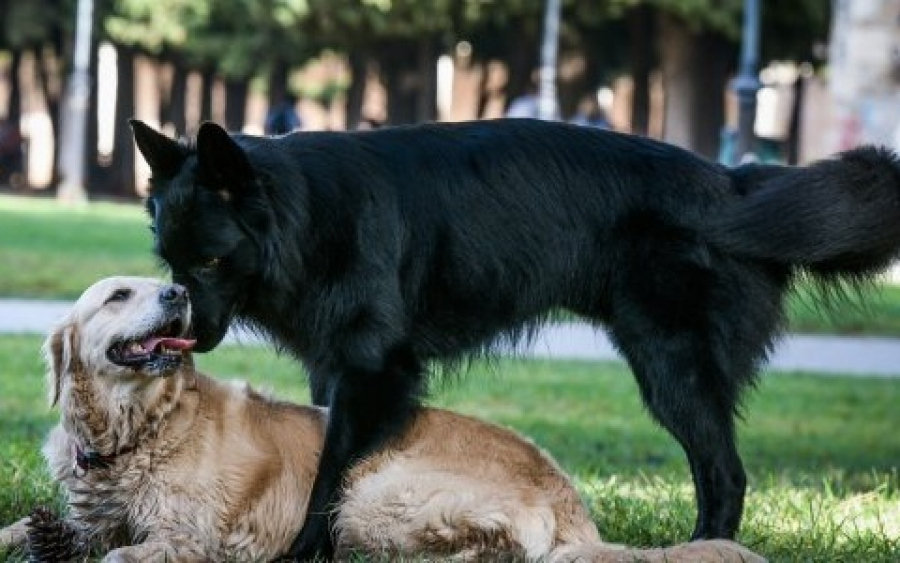 Κακοποίηση ζώων: Τι αναφέρει η εγκύκλιος του Αρείου Πάγου για αυτόφωρο και συλλήψεις