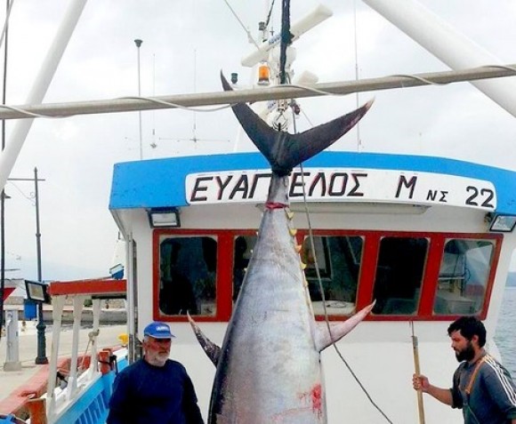 Ψαράδες στη Σκόπελο έβγαλαν Τούνα 280 κιλών!