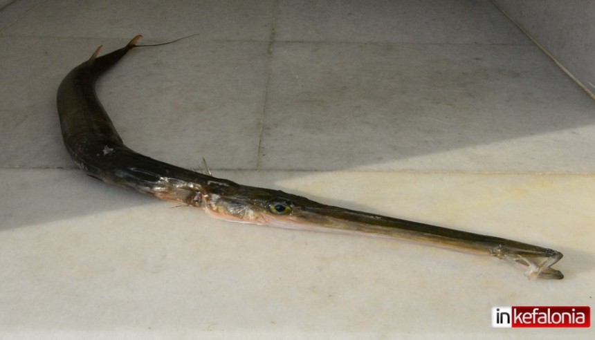Δηλητηριώδες ψάρι εντοπίστηκε στην Κεφαλονιά - Πρόκειται για την Φιστουλάρια που αν καταναλωθεί μπορεί να προκαλέσει και τον θάνατο