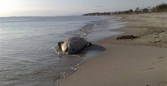 Βουλγαρία: Εννέα νεκρά δελφίνια από τις αρχές του 2013 στη Μαύρη Θάλασσα