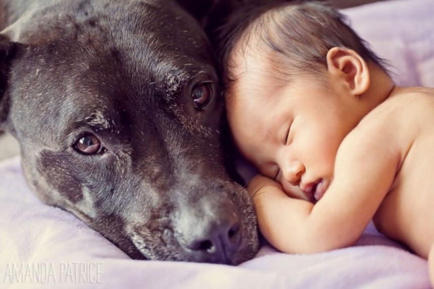 28 Φωτογραφίες που αποδεικνύουν ότι ο καλύτερος φίλος του μωρού είναι ένας σκύλος
