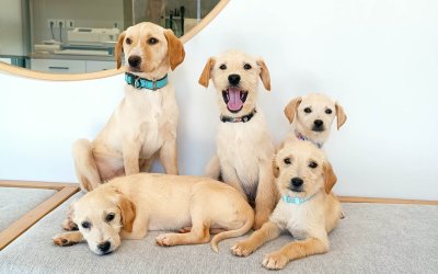 Βρέθηκαν εγκαταλειμμένα και ψάχνουν το παντοτινό τους σπίτι