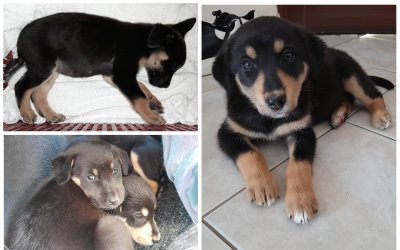 Κεφαλονιά: Δύο πανέμορφα κουτάβια αναζητούν οικογένεια - Μήπως είστε εσείς που θα τα βάλετε στην αγκαλιά σας;